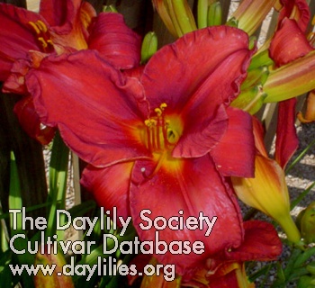 Daylily Into Africa